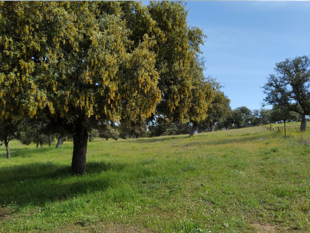 FINCA-EN-BELMEZ-(2)